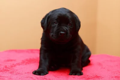 Labrador retriever - štěňata s PP