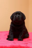 Labrador retriever - štěňata s PP