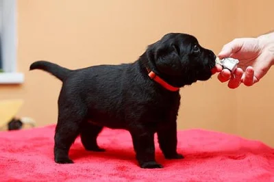 Labrador retriever - štěňata s PP