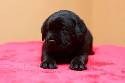 Labrador retriever - štěňata s PP
