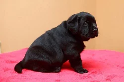 Labrador retriever - štěňata s PP