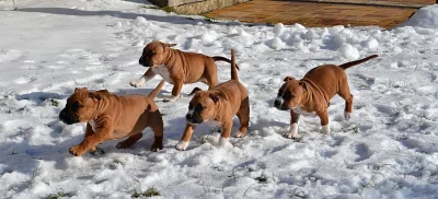 Americký stafordšírský teriér s PP