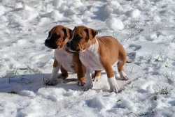 Americký stafordšírský teriér s PP