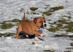 Americký stafordšírský teriér s PP