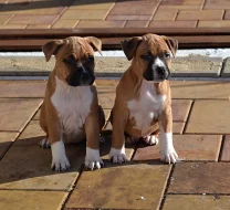 Americký stafordšírský teriér s PP