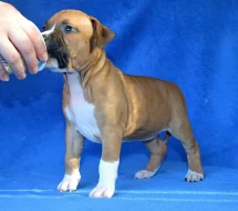 Americký stafordšírský teriér s PP