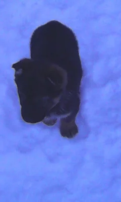 Prodám Německého ovčáka - štěně