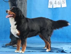 Bernský salašnický pes - zadám štěňátka