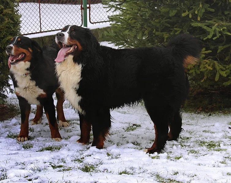 Bernský salašnický pes - zadám štěňátka