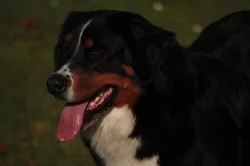 Bernský salašnický pes - zadám štěňátka