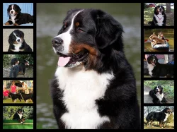 Bernský salašnický pes - zadám štěňátka