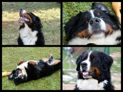 Bernský salašnický pes - zadám štěňátka