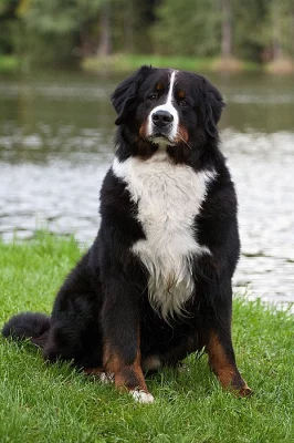 Bernský salašnický pes - zadám štěňátka