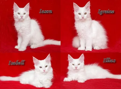 Mainská mývalí koťátka s PP