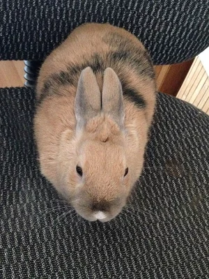 Přenechám roční samičku zakrslého králíčka . .