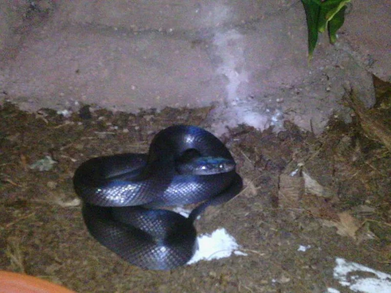 Lamprophis olivaceus black