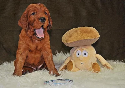 Irský setr - štěňata