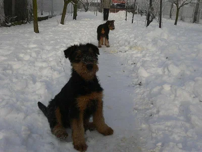 Erdelterrier, štěňata s PP