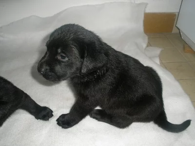 labradorský retrívr