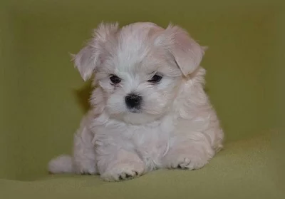 Maltézáček s rodokmenem