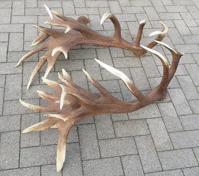 Koupím JELENÍ DANČÍ PAROŽÍ TROFEJE SHOZY i odřezky