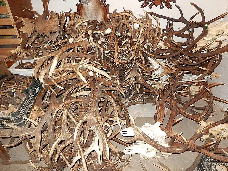 Koupím JELENÍ DANČÍ PAROŽÍ TROFEJE SHOZY i odřezky