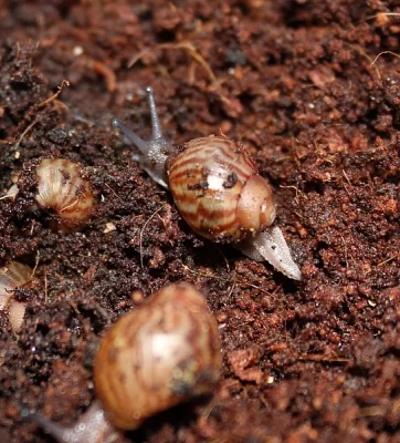 Achatina Achatina - Oblovka Obrovská