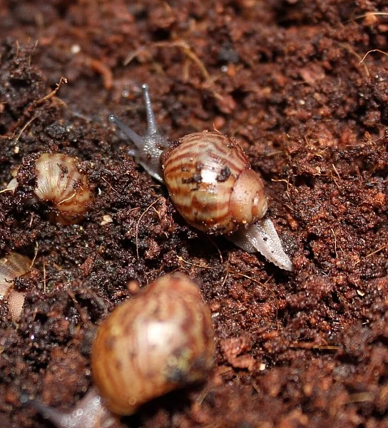 Achatina Achatina - Oblovka Obrovská