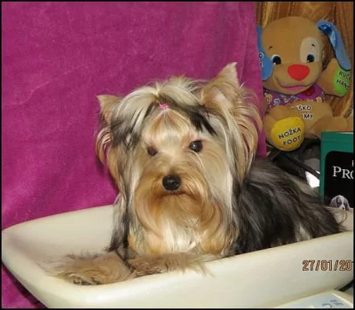 Jorkšírský terrier s PP - fenky
