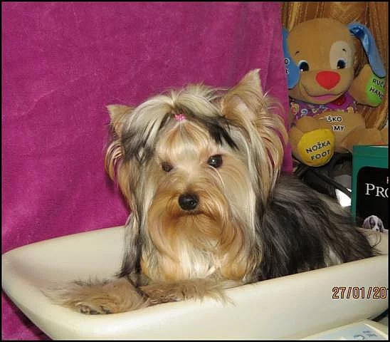 Jorkšírský terrier s PP - fenky