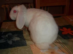 zakrslý bílý rexovitý beránek s laminovaným VP
