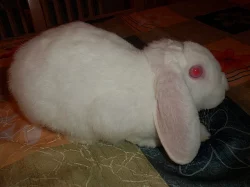 zakrslý bílý rexovitý beránek s laminovaným VP