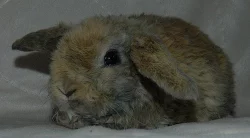Wendy krásná rex beranička s VP