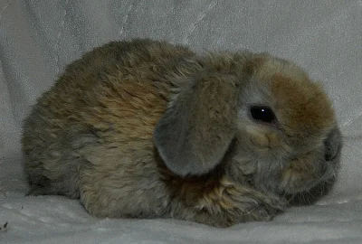 Willow miloučká zakslá rex beranička s VP