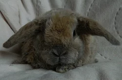 Willow miloučká zakslá rex beranička s VP