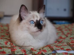 Ragdoll kočička s PP