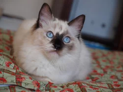 Ragdoll kočička s PP