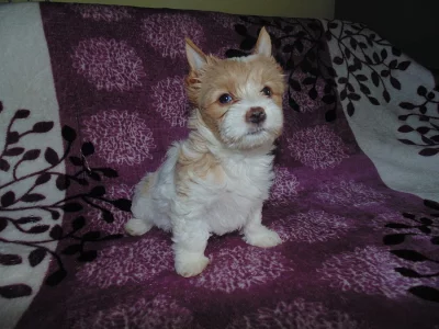 Golddust yorkshire terrier