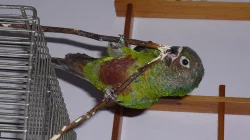 Pyrura picta roseifrons-mazel