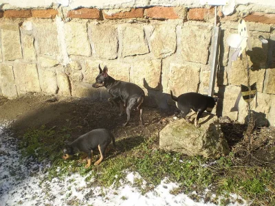 Pražský Krysařík