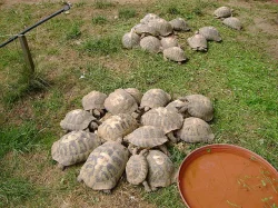 Prodám mláďata suchozemských želv včetně vybavených terárií