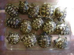 Prodám mláďata suchozemských želv včetně vybavených terárií