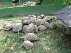 Prodám mláďata suchozemských želv včetně vybavených terárií