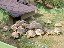 Prodám mláďata suchozemských želv včetně vybavených terárií