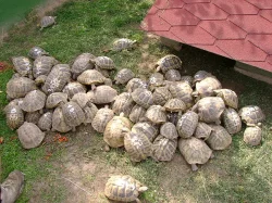 Prodám mláďata suchozemských želv včetně vybavených terárií