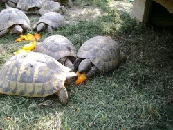 Prodám mláďata suchozemských želv včetně vybavených terárií
