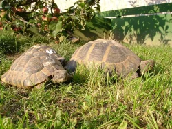 Prodám mláďata suchozemských želv včetně vybavených terárií