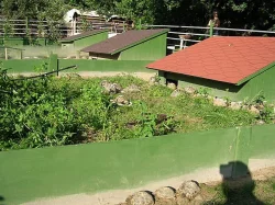 Prodám mláďata suchozemských želv včetně vybavených terárií