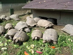 Prodám mláďata suchozemských želv včetně vybavených terárií