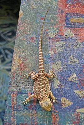 Agama vousatá
